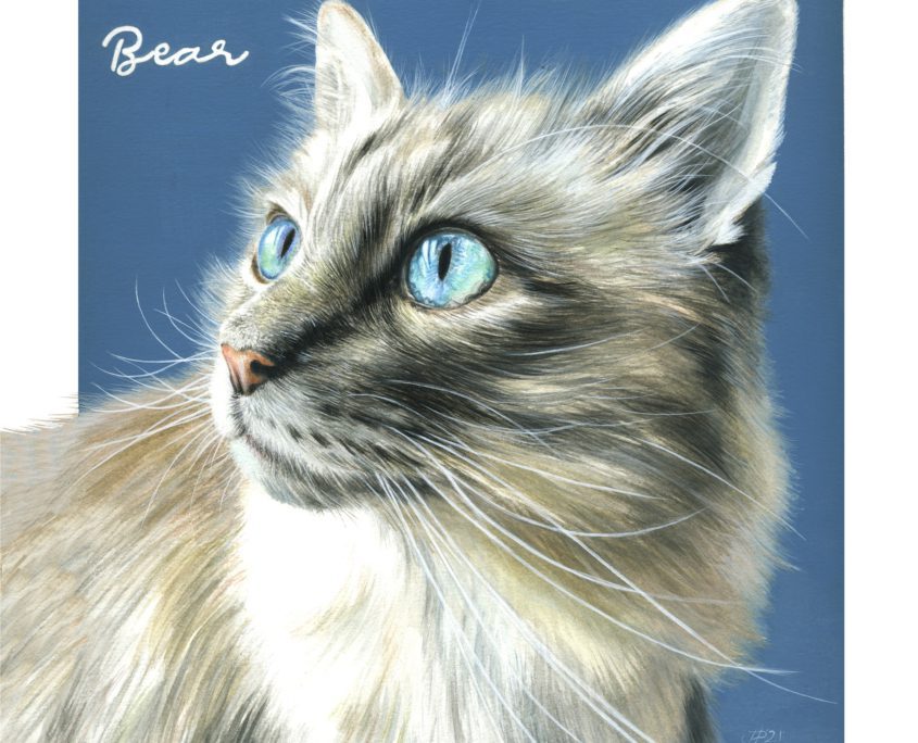 Cat portraits