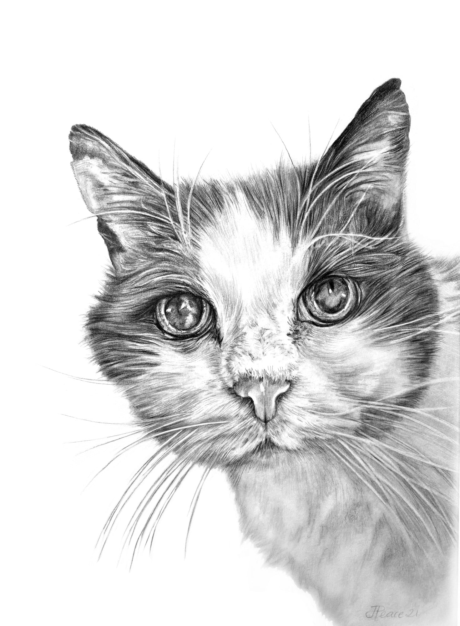 Rosie - Graphite Pencil