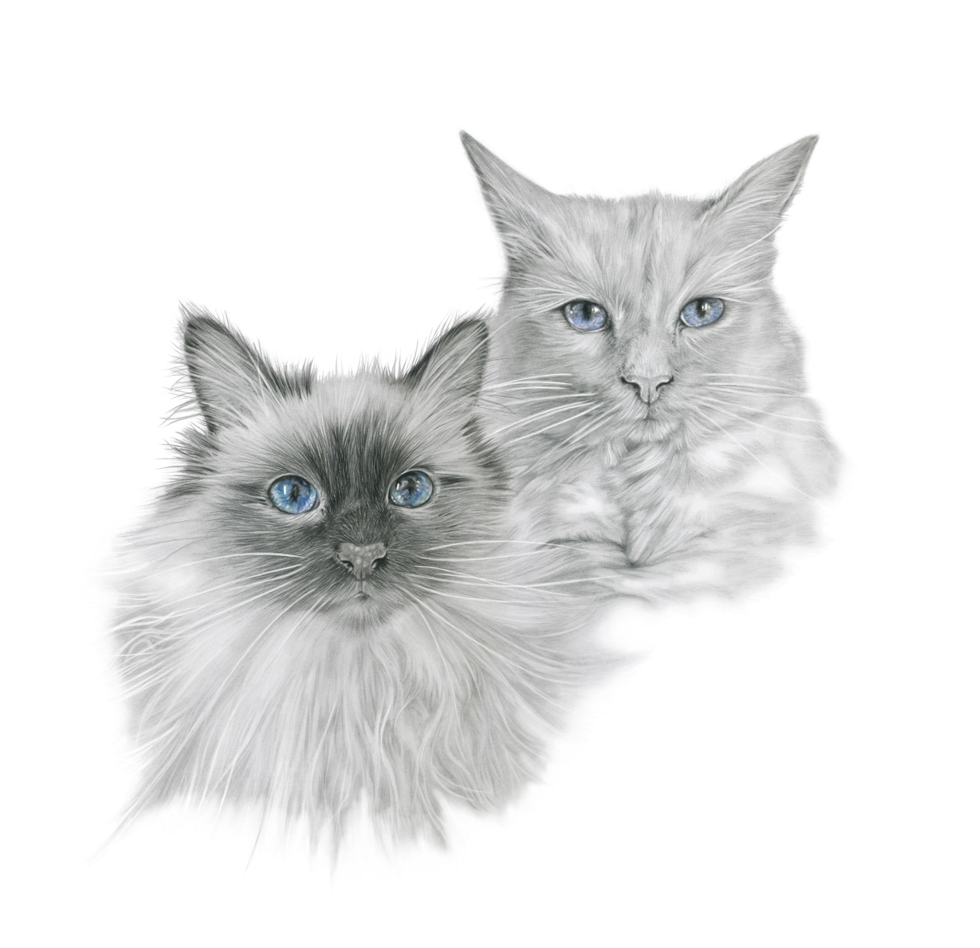 Merlot & Pepsi - Graphite Pencil & Polychromos