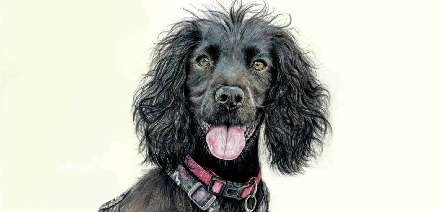 The Working Spaniel