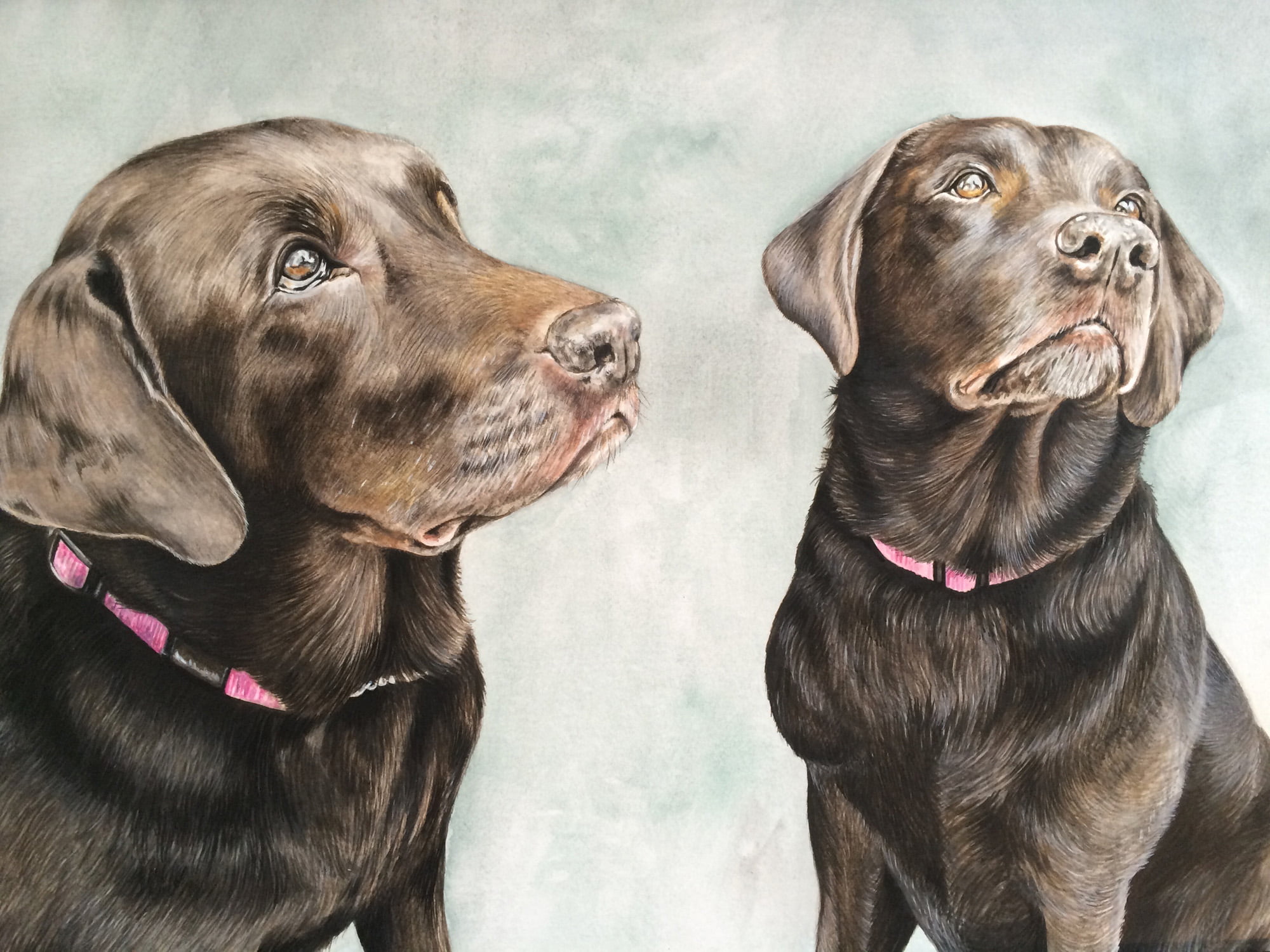 Labradors - Watercolour