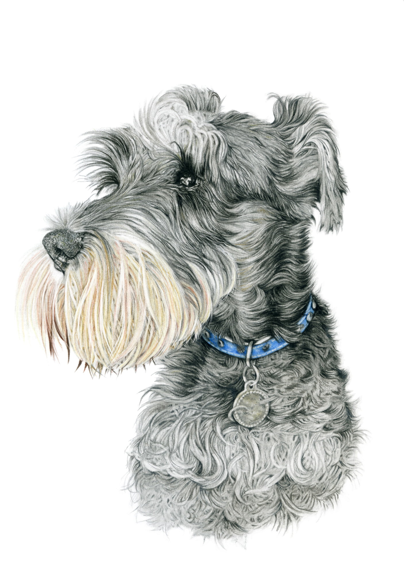 Oscar - Watercolour