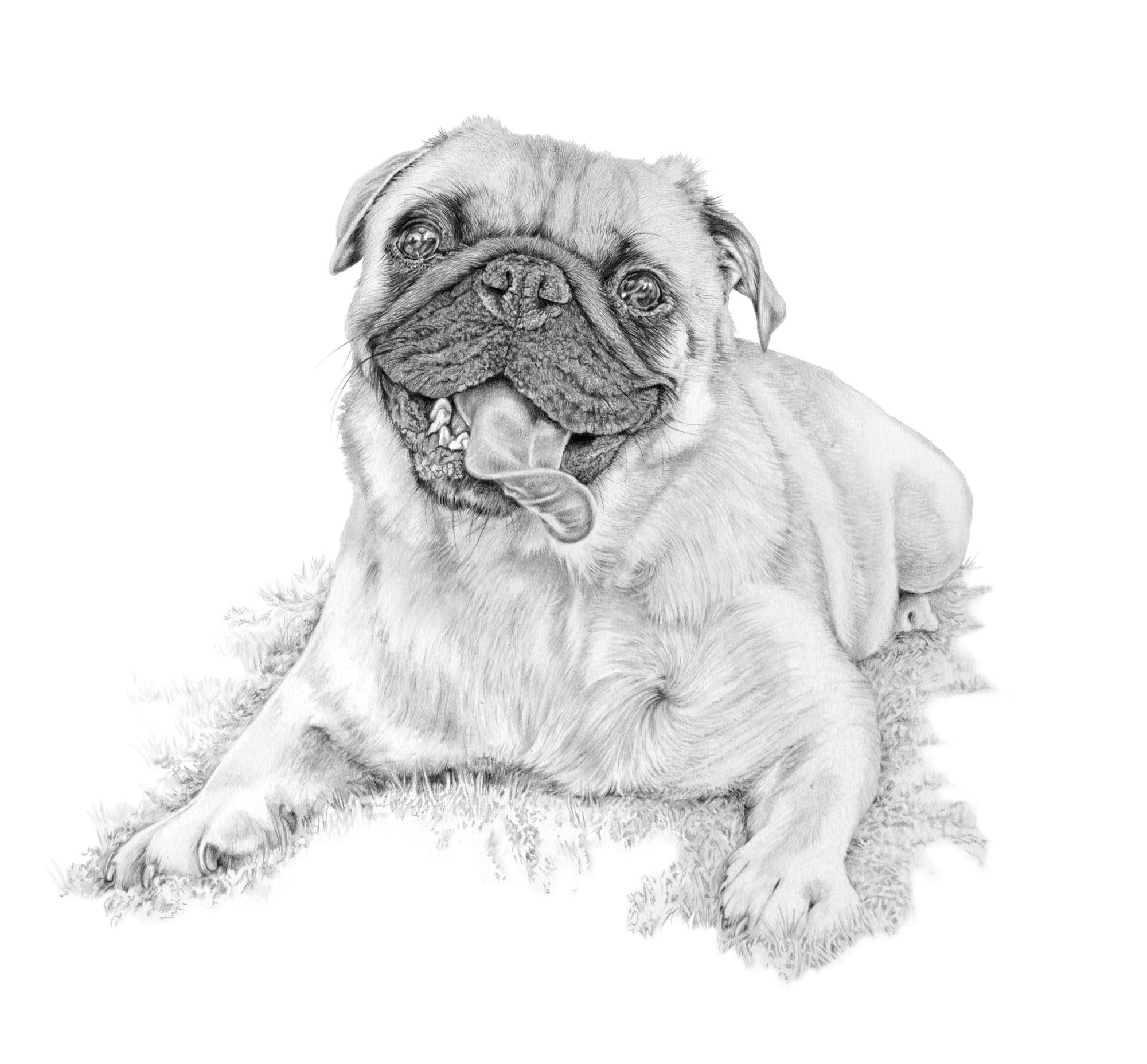 Teddy - Graphite Pencil