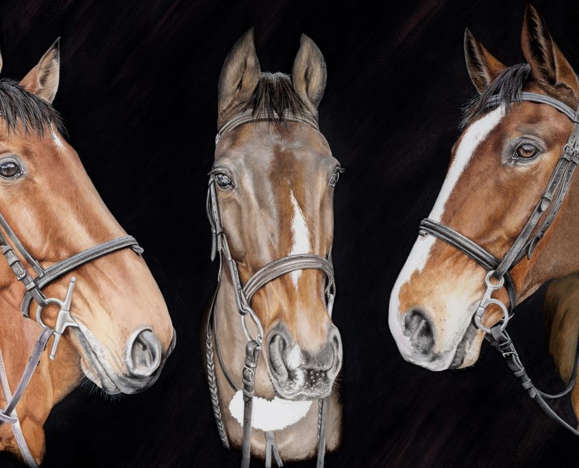 Other animal portraits