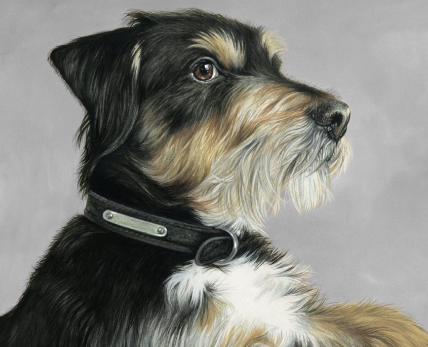 Dog portraits