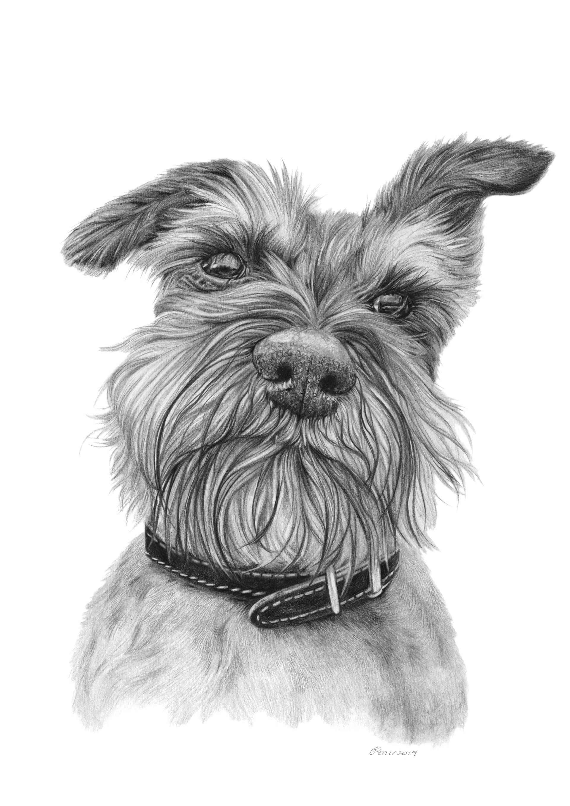 Angus - Graphite Pencil